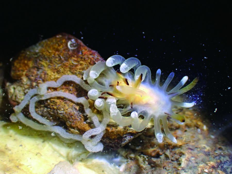 霜白隅海牛(Ceratodoris plebeian)